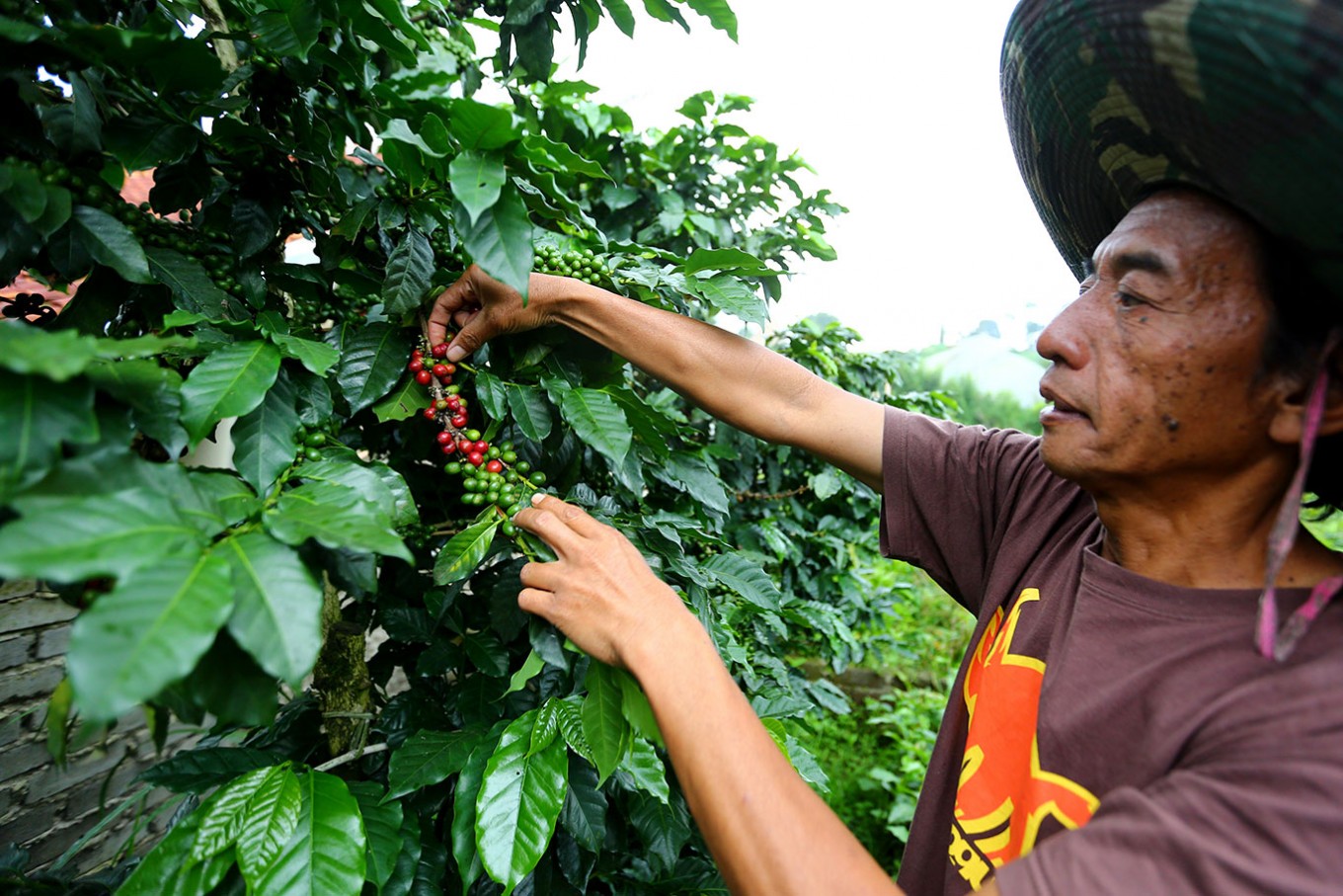 Coffee guerrillas fighting for the perfect cup