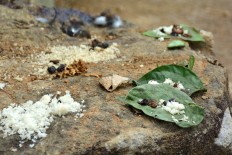 The offerings contain rice and chicken served on betel leaves for the ancestors (Teing Hang) by the customary head of Bangka Tuke village in Manggarai, East Nusa Tenggara, during the Congko Lokap ritual on April 4. The Jakarta Post/Markus Makur