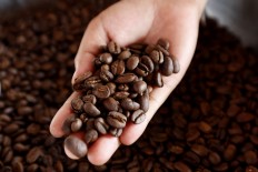 A barista shows freshly roasted Arabica coffee. Gayo Arabica coffee originating from central Aceh is among the most sought-after variants for coffee lovers in Indonesia. Gayo coffee accounts for more than 1,800 of the world’s total of 2,500 coffee variants. JP/ Hotli Simanjuntak