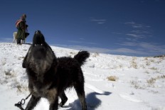 In this July 8, 2016 photo, Maria Quispe holds her dog named Colmillo Blanco while shepherding her alpacas and sheep in her snow covered fields in San Antonio de Putina in the Puno region of Peru. At almost 16,400 feet [5,000 meters], and after three days of heavy snowfall that blanketed the rugged Andes, alpaca breeders are watching their alpacas die due to sub-freezing temperatures. AP Photo/Rodrigo Abd