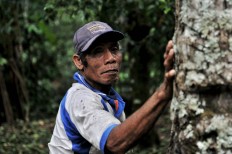 Nyoman Saba, 65, a Balinese coconut tree climber, looks at the camera before climbing a coconut tree. JP/ Anggara Mahendra