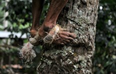 A pair of plastic ropes are the only tool used by Saba to climb the coconut tree. JP/ Anggara Mahendra