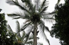 Saba manages to reach the top of a 20-meter tree in less than two minutes. JP/ Anggara Mahendra