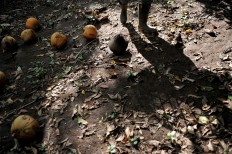 The picked coconut fruits scattered on the ground, ready to be collected.JP/Anggara Mahendra