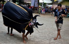 Bantengan performers follow the sound of music at the festival. Banteng is bull in Indonesian and Javanese.  JP/Aman Rochman