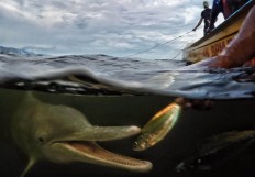 People of the Kamoro tribe feed a wild dolphin as part of local conservation efforts. They have named the dolphin Sima. JP/Wendra Ajistyatama