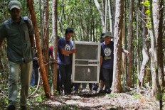 Orangutan Care Center employees carry an orangutan in a cage before releasing it into the wild, at Camp Seluang Mas 2. JP/Wendra Ajistyatama
