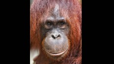 A female orangutan is seen at Camp Seluang Mas in Seruyan, Central Kalimantan. JP/Wendra Ajistyatama