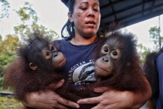 A worker cares for two infant orangutans at the Orangutan Care Center and Quarantine in Pangkalan Bun, Central Kalimantan.  Camp workers carry an orangutan for its release into the wild at Camp Seluang Mas 2. JP/ Wendra Ajistyatama