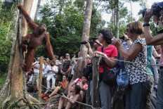 Tourists watch the feeding of wild primates at Camp Leakey. JP/ Wendra Ajistyatama
