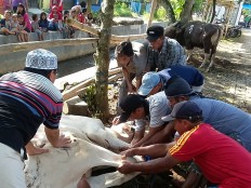 Local people take part in an animal sacrifice in Bojongsari Village of Banyumas regency, Central Java, on Sept. 12. JP/Agus Maryono