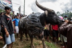 A buffalo is prepared for sacrifice. Animal sacrifices are an integral part of the funereal customs, with buffaloes reserved for the most affluent members of the community. JP/ Agung Parameswara