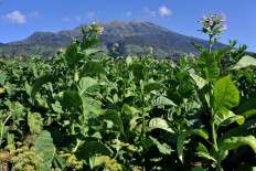 A tobacco plantation in the foothills of Mt. Merbabu in Senden village, Selo district, Boyolali regency. The wet dry season has caused the harvesting season to be postponed almost a month. JP/Alb Magnus Kus Hendratmo
