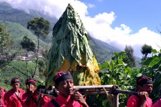 Farmers in Boyolali carry a small pile of tobacco leaves to be symbolically blessed before the harvesting process. JP/Alb Magnus Kus Hendratmo