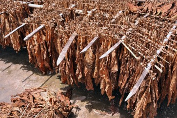 ‘Tungguk tembakau’ ritual