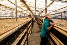 Two female workers spread out Arabica coffee beans in the sun to dry in Catur village, Kintamani, Bali. In the US, a cup of luwak coffee is priced at US$80.  JP/Agung Parameswara