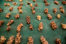 Clods of civet feces containing Arabica coffee beans are spread out in the sun to dry in Catur village, Kintamani, Bali. JP/Agung Parameswara