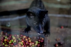A civet, or locally known as “luwak”, eats Arabica coffee beans in a cage at Bali Pulina agrotourism center in Tegalalang, Bali. Luwak coffee is mainly produced in Bali, Java, Sulawesi and Sumatra. JP/Agung Parameswara