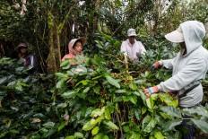 Farmers pick red Arabica coffee berries during a harvest season in Catur village, Kintamani, Bali. Civets prefer to eat Arabica coffee beans as they are sweeter than Robusta. JP/Agung Parameswara