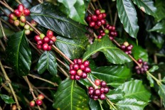 Arabica is the coffee variety civets most like to eat. Arabica coffee beans are sweeter and have a lower caffeine level than Robusta beans. JP/Agung Parameswara