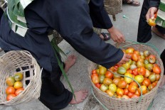 A participant selects the tomatoes he wants to use in the fight. JP/Arya Dipa