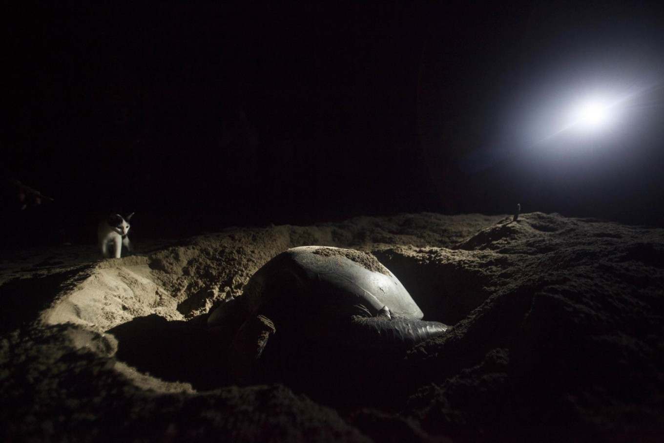 The green turtle of Sukamade