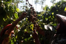 Women pick coffee cherries at the Assinan Plantation of PT Perkebunan Negara IX in Semarang regency, Central Java. The harvest period will last until October at the 352-hectare plantation, which is projected to produce 350 metric tons. The coffee is exported to Italy, Japan and South Korea. JP/Suherdjoko
