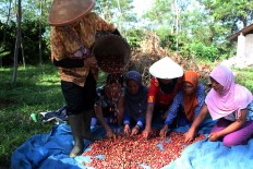 Women sort coffee cherries at the Assinan Plantation of PT Perkebunan Negara IX in Semarang regency. JP/ Suherdjoko