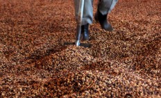 A worker turns over coffee beans that have been peeled off the pulp to make sure the dryness is distributed at the Banaran coffee roaster in Semarang, Central Java. JP/Suherdjoko