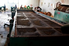 After manual sorting, the last sorting process involves a sifter to filter the coffee size according to the grades at the Banaran coffee roaster in Semarang, Central Java. JP/Suherdjoko