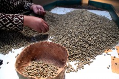 Workers sort coffee beans and categorize them into three main grades: large, medium and small. The three main grades are for export and the rest will be sold at the lowest price. JP/Suherdjoko