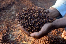 A farmer shows dried cloves that he will sell at a market in East Manggarai. JP/Markus Makur