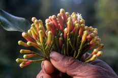 A farmer shows a bunch of cloves ready for harvest at his plantation in Ranakolong village, Kota Komba district, East Manggarai, on Sept.9. JP/Markus Makur
