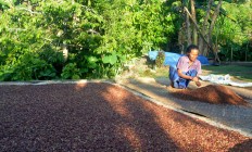 A female villager spreads out cloves in the sun to dry on the front yard of her house in Kampung Paang Mesi,  Ranakolong village, Kota Komba district, East Manggarai, on Sept.12. JP/Markus Makur