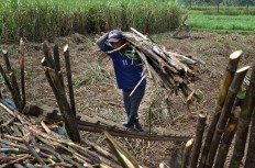 A worker loads sugarcane onto a truck during this year’s harvest season in Purwosekar village in Malang, East Java. JP/ Aman Rochman