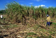 Field workers harvest sugarcane to have it ready for crushing in Purwosekar village in Malang, East Java. The cane will be sold either to brown sugar makers or large sugar factories, depending on its quality. Better quality cane will fetch a better price among brown sugar makers. JP/ Aman Rochman