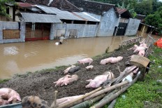 Pigs are saved to drier grounds after their barn was inundated in flood water in Mojolaban, Sukoharjo, Central Java. JP/ Ganug Nugroho Adi