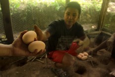 A conservation officer moves Maleo eggs found in open ground to an incubation area, at which the eggs are buried for two months before they naturally hatch. JP/Syamsul Huda M.Suhari