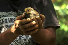 A camp officer set to release a young Maleo to wildlife. JP/Syamsul Huda M.Suhari