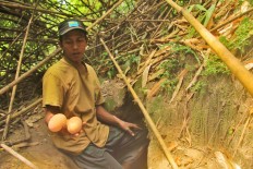 A staff at Hungayono conservation camp shows two eggs of Maleo birds taken from a gaping hole hole at the camp area. Hundreds of holes dug by the birds can be found at the camp, which borders the Bogani Nani Wartabone National Park [TNBNW] in Gorontalo, northern Sulawesi. JP/ Syamsul Huda M Suhari