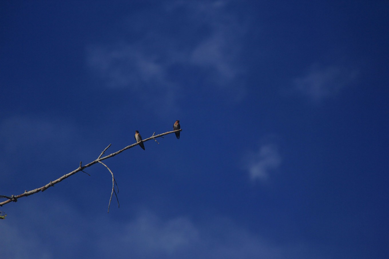 Two birds sit on a tree branch at the Bogani Nani Wartabone National Park. The park is home to 36 birds and 10 mammal species endemic to Sulawesi. JP/ Syamsul Huda M Suhari