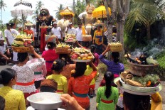 Villagers pray in front of three sacred barong [lion] effigies during the Ngedeblag ritual in Kemenuh village, Gianyar, Bali. JP/ Zul Trio Anggono