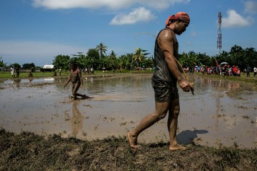 Revival of Balinese water buffalo race