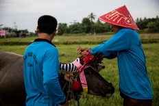 Participants dress up their buffalo as they prepare for the makepung lampit-water buffalo race in Jembrana. JP/ Agung Parameswara