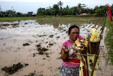 A Balinese woman prays before the race. JP/ Agung Parameswara
