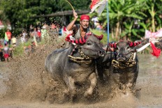 Two buffaloes wearing decorative socks on their horns race on a wet paddy field in Jembrana. JP/ Agung Parameswara