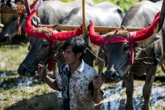A participant holds his buffaloes before a race in Kaliakah village in Jembrana. JP/ Agung Parameswara