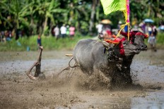 A jockey falls in the middle of a race in Kaliakah village in Jembrana. JP/ Agung Parameswara