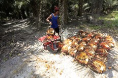 Oil palm: Wonder crop but most controversial commodity