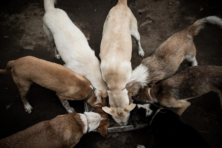 Bali's dogs in the eyes of Gung Dewi